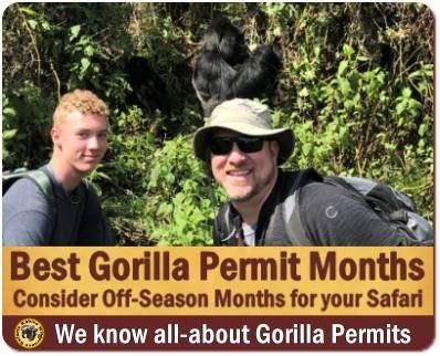 Comparing Gorilla Trekking with the Gorilla Habituation Experience - Uganda