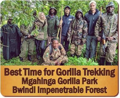 Guide to a Gorilla Habituation Experience Safari in Uganda