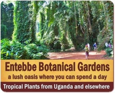 A Visit to Entebbe Botanical Gardens