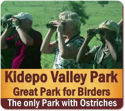 Top Things to Do and See in Kidepo Valley Park - Northeast Uganda