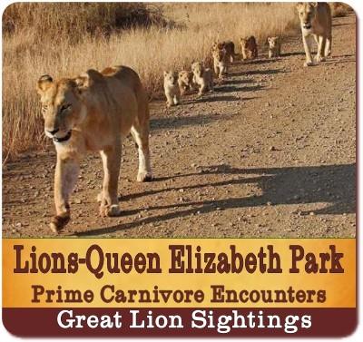 Best Places to see Lions in Uganda on a Safari