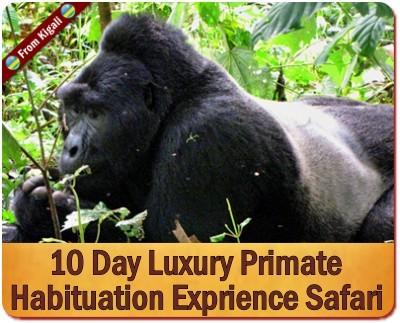 Luxury Private Gorilla Safaris in Uganda with Kabiza Wilderness Safaris