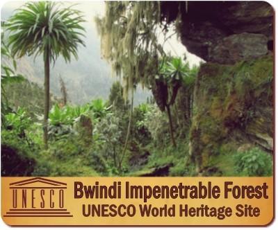 Bwindi Impenetrable Forest is a UNESCO World Heritage Site