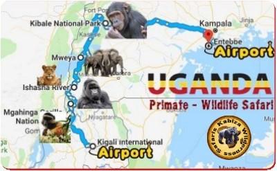 10-Day Exclusive Luxury Primate Habituation Experience Safari