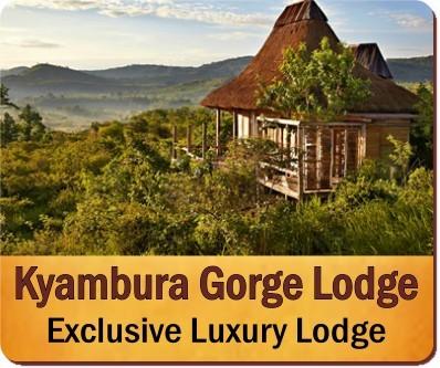 10-Day Exclusive Luxury Primate Habituation Experience Safari