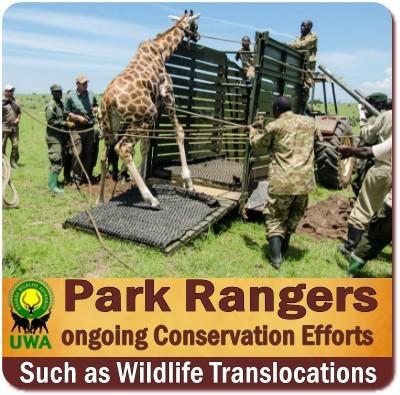 Uganda Wildlife Authority Rangers Keep National Parks Safe-Secure