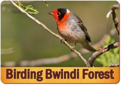 10 - Top Things to Do and See - Bwindi Impenetrable Forest