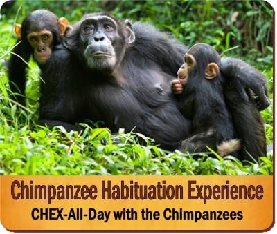 10-Day Exclusive Luxury Primate Habituation Experience Safari