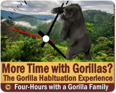 Guide to a Gorilla Habituation Experience Safari in Uganda