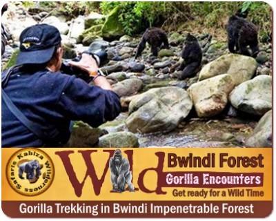 10 - Top Things to Do and See - Bwindi Impenetrable Forest