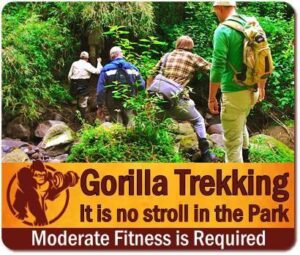 Plan your Gorilla Safari for Seniors in Uganda-Gorilla Trekking for Seniors