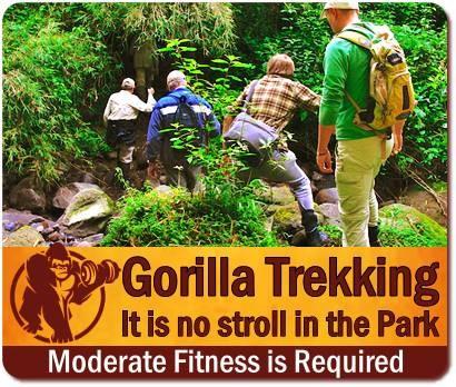 Guide to a Gorilla Habituation Experience Safari in Uganda