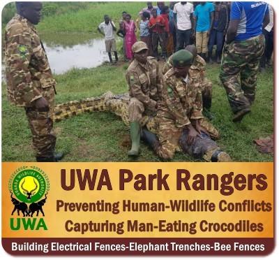 Uganda Wildlife Authority Rangers Keep National Parks Safe-Secure