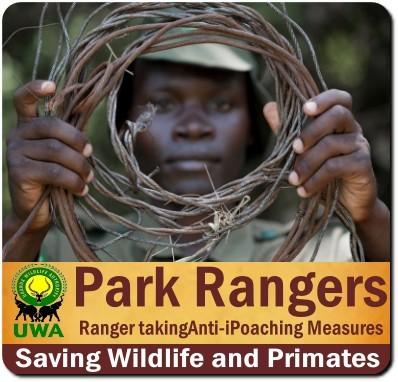 Uganda Wildlife Authority Rangers Keep National Parks Safe-Secure