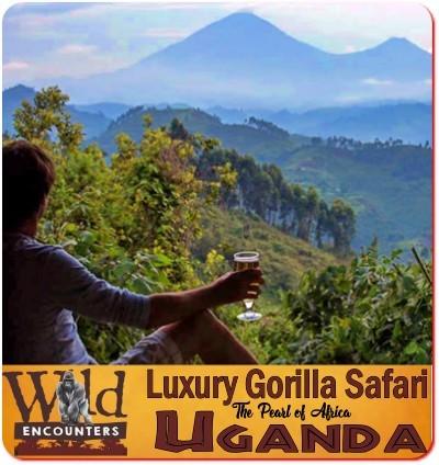 Luxury Twice Gorilla Trekking Safari