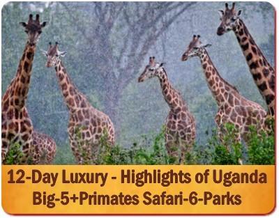 Luxury Private Gorilla Safaris in Uganda with Kabiza Wilderness Safaris