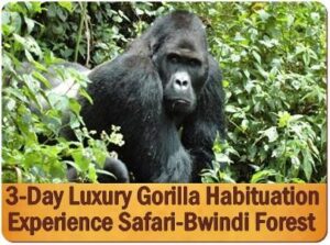 Why Fly into Rwanda and Trek Gorillas in Uganda is your best Option