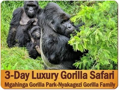 Incredible Gorilla Trekking Safaris in Mgahinga Gorilla Park in Uganda