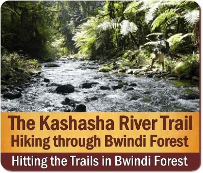 The Best Bwindi Impenetrable Forest Hiking Trails in Uganda