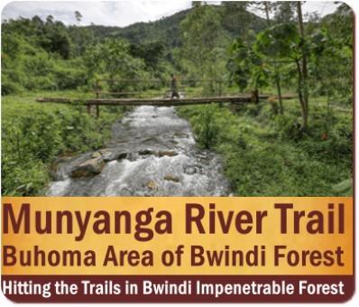 The Best Bwindi Impenetrable Forest Hiking Trails in Uganda