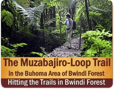 The Best Bwindi Impenetrable Forest Hiking Trails in Uganda