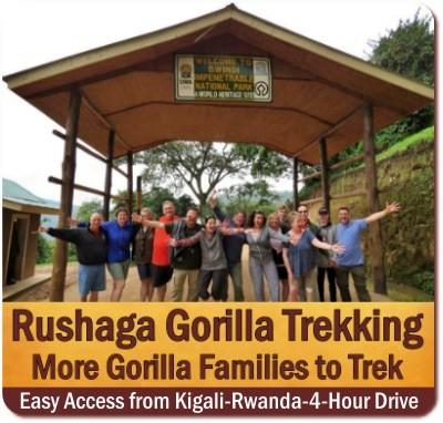 Rushaga is the Best Area for Gorilla Trekking in Bwindi Impenetrable Forest