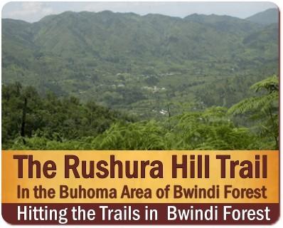 The Best Bwindi Impenetrable Forest Hiking Trails in Uganda