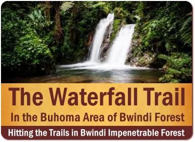 The Best Bwindi Impenetrable Forest Hiking Trails in Uganda