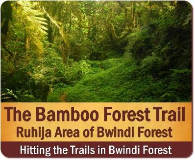 The Best Bwindi Impenetrable Forest Hiking Trails in Uganda