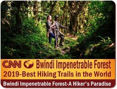 The Best Bwindi Impenetrable Forest Hiking Trails in Uganda