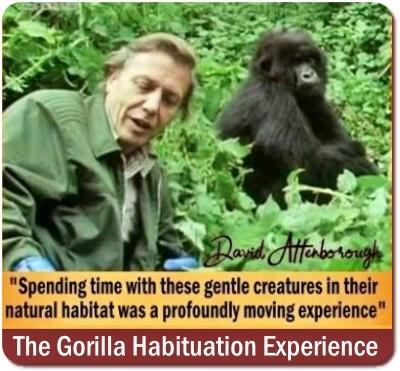 Your Guide to a Gorilla Habituation Experience Safari in Uganda