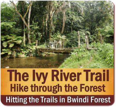 The Best Bwindi Impenetrable Forest Hiking Trails in Uganda