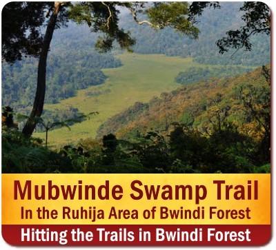 The Best Bwindi Impenetrable Forest Hiking Trails in Uganda