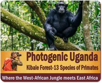 8 - Incredible Wild Encounters in Uganda Gorillas-Chimpanzees-Wildlife