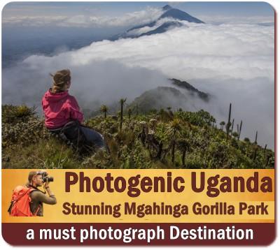 7-Day Luxury Twice-Gorilla Trekking -Hiking Safari in Bwindi Forest