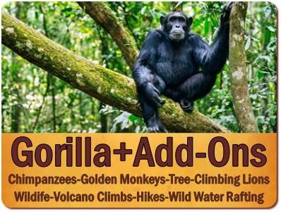 Uganda gives you more Gorilla Trekking Choices and Options