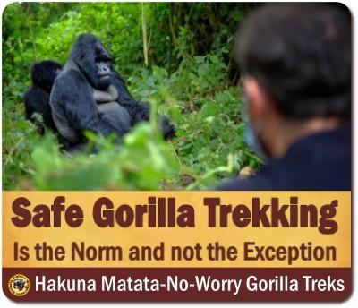 Is it safe to track Gorillas