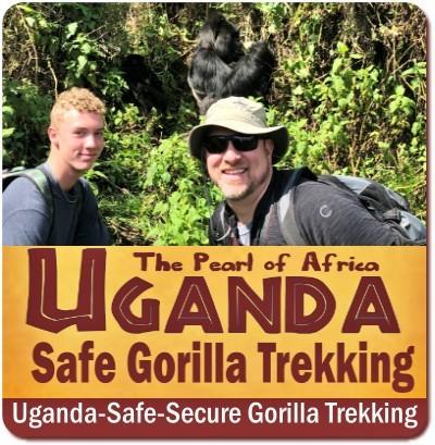 Is it safe to Track Gorillas in Uganda in 2024