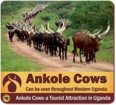 Ankole Cows in Uganda–Rwanda –the Cattle of Kings and Presidents