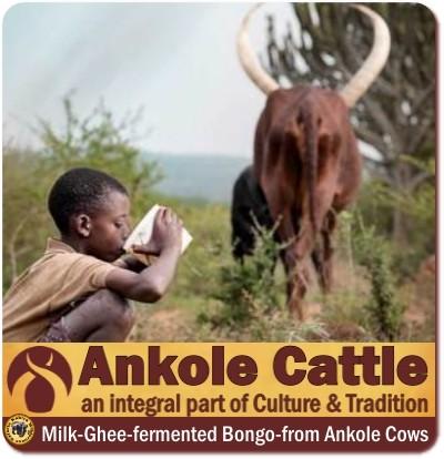 Ankole Cows in Uganda–Rwanda –the Cattle of Kings and Presidents