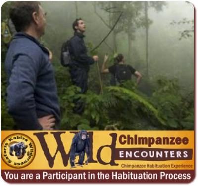 Chimpanzee Habituation Experience - CHEX in Kibale Forest