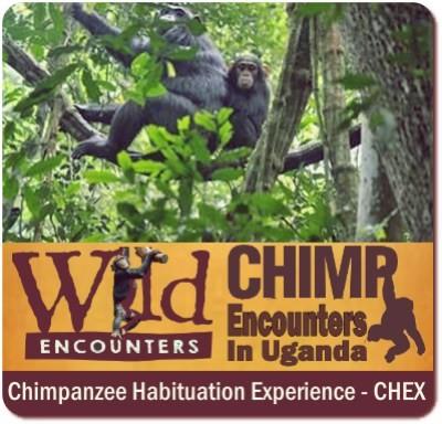 Chimpanzee Habituation Experience