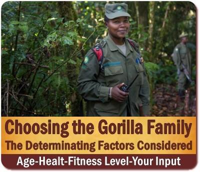 Choosing the Gorilla Family to Trek 