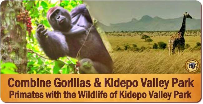 Combine the Best of Uganda-Gorilla Trekking with remote Kidepo Valley Park