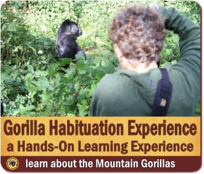 How to get your Gorilla Habituation Experience Permit in Uganda