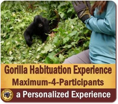 Value+ Midrange 3-Day Gorilla Habituation Experience Safari