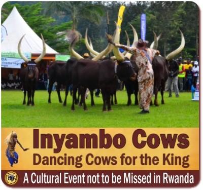 Ankole Cows in Uganda–Rwanda –the Cattle of Kings and Presidents