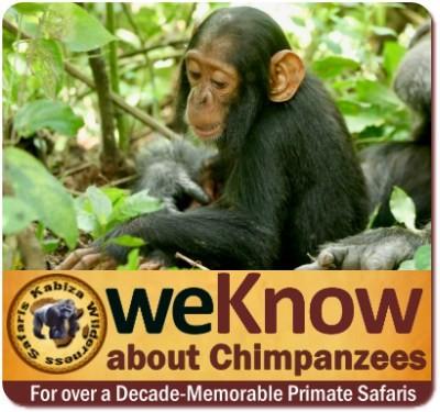 Practical Chimpanzee Trekking Information - Tips and Advice