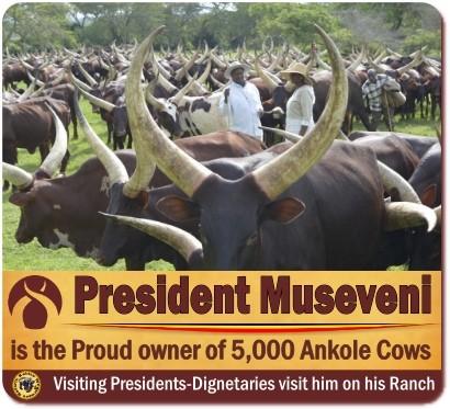 Ankole Cows in Uganda – Rwanda – the Cattle of Kings-known as Watusi ...