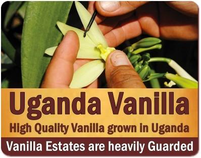 Discover Uganda-the Tropical Fruit Basket of Africa on Safari